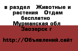  в раздел : Животные и растения » Отдам бесплатно . Мурманская обл.,Заозерск г.